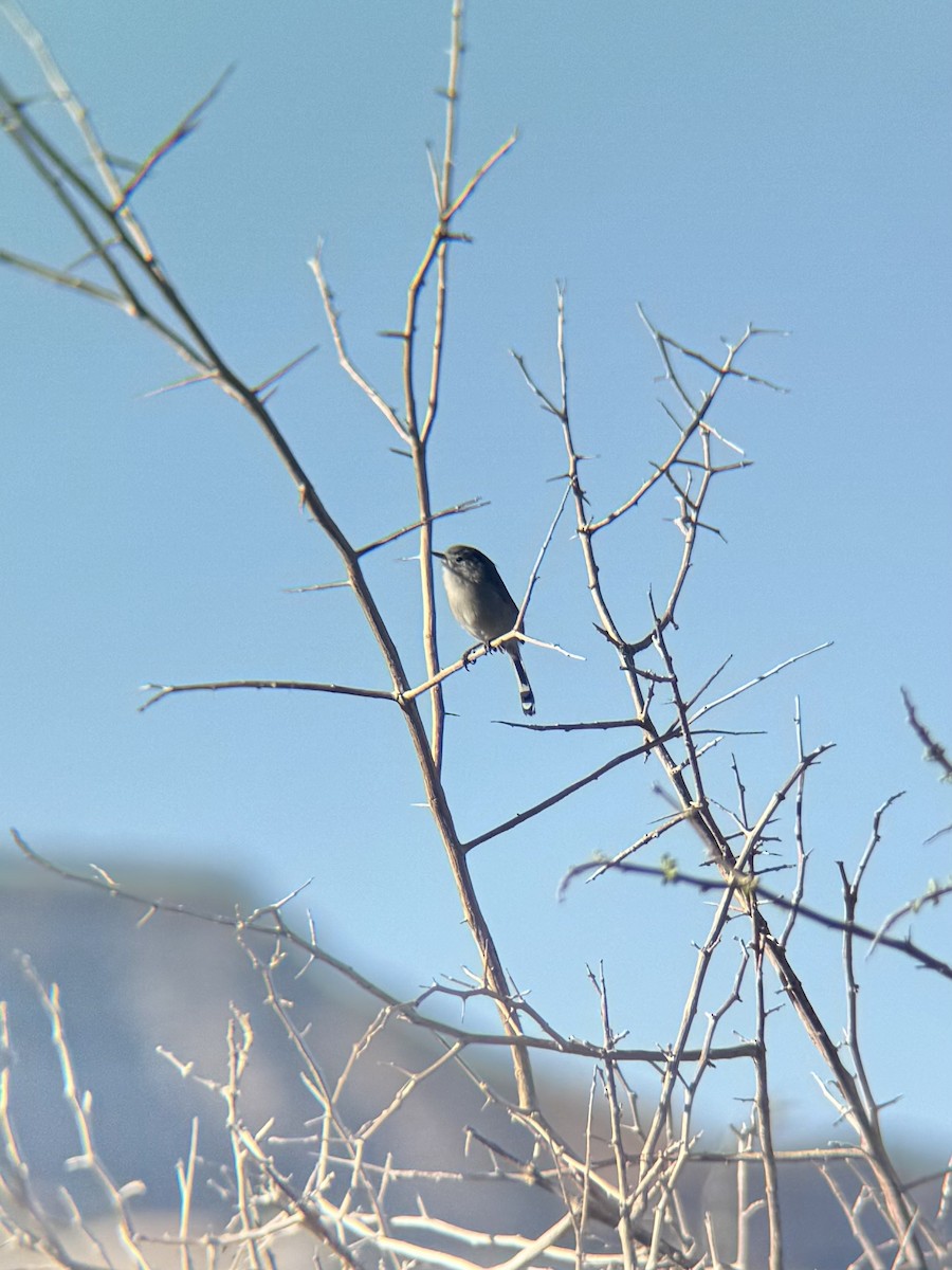 California Gnatcatcher - ML646881811