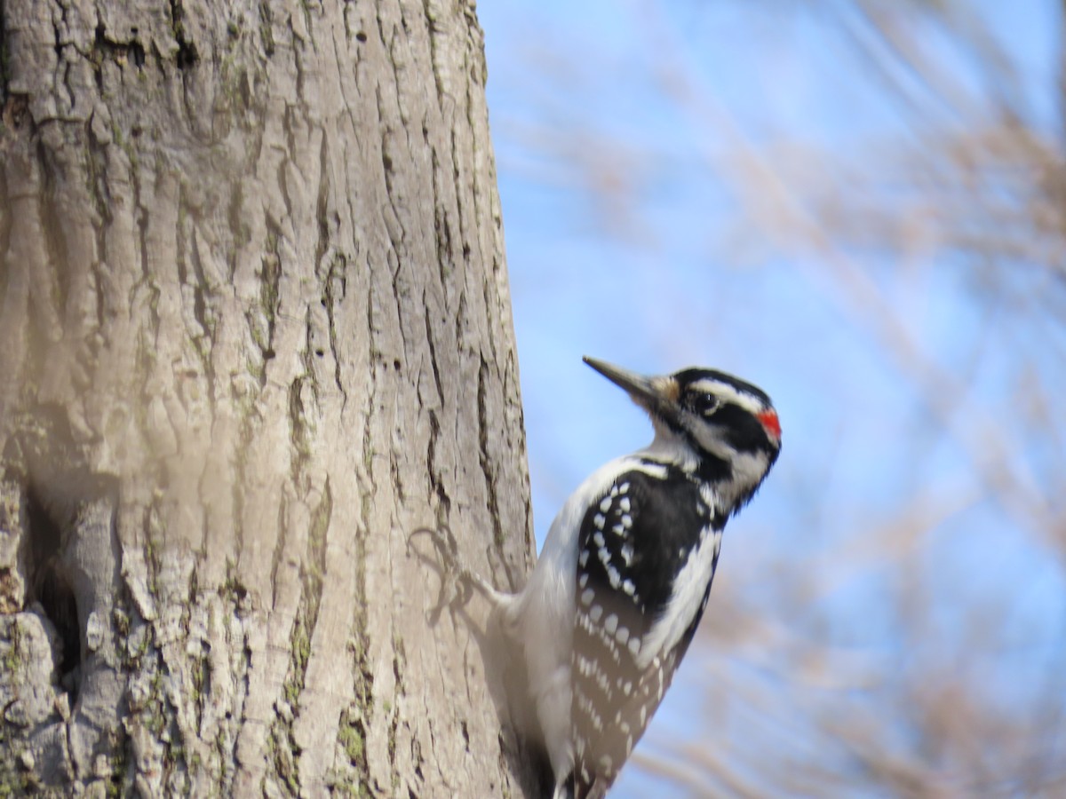 Hairy Woodpecker - ML646881812
