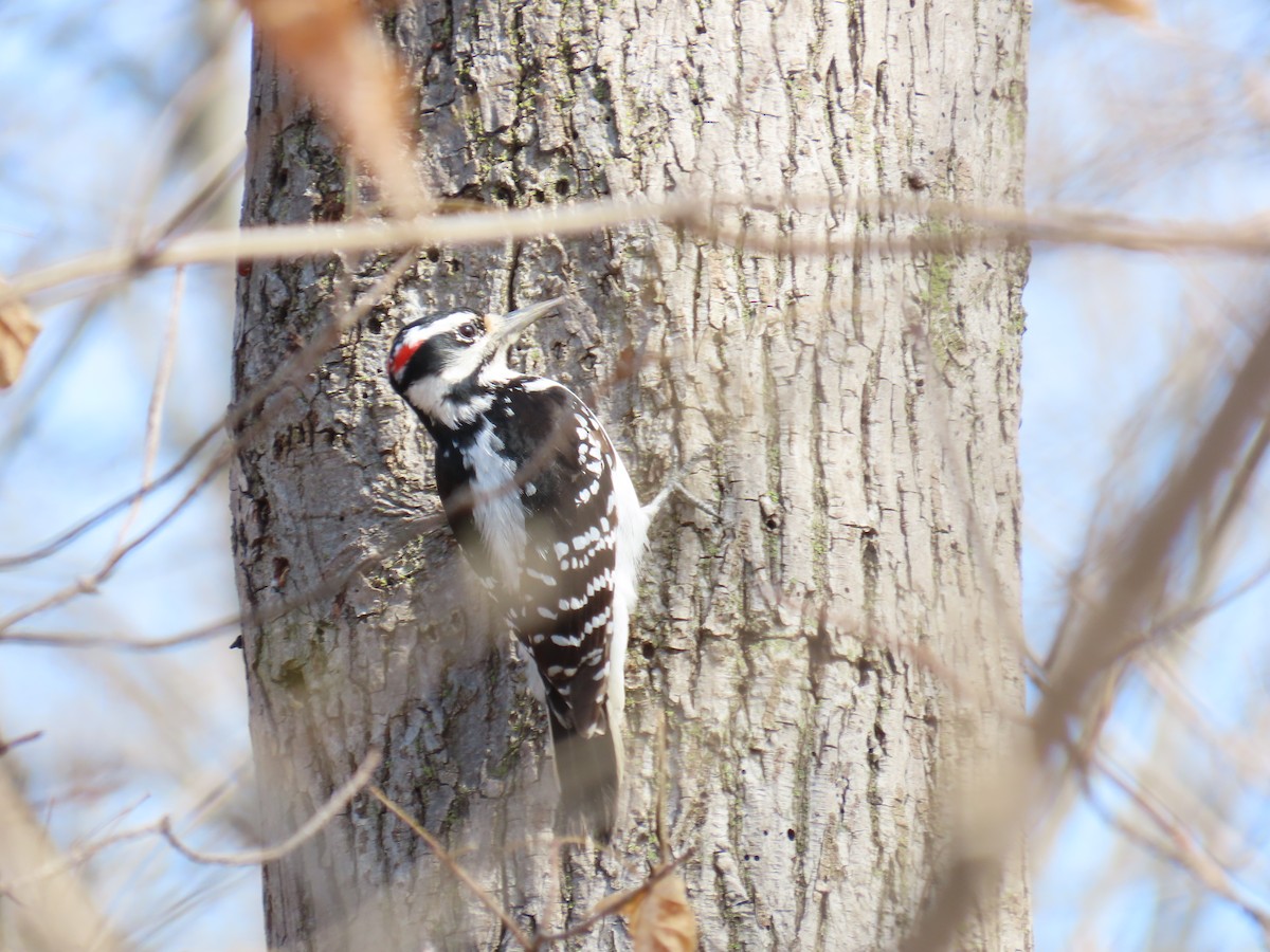 Hairy Woodpecker - ML646881813