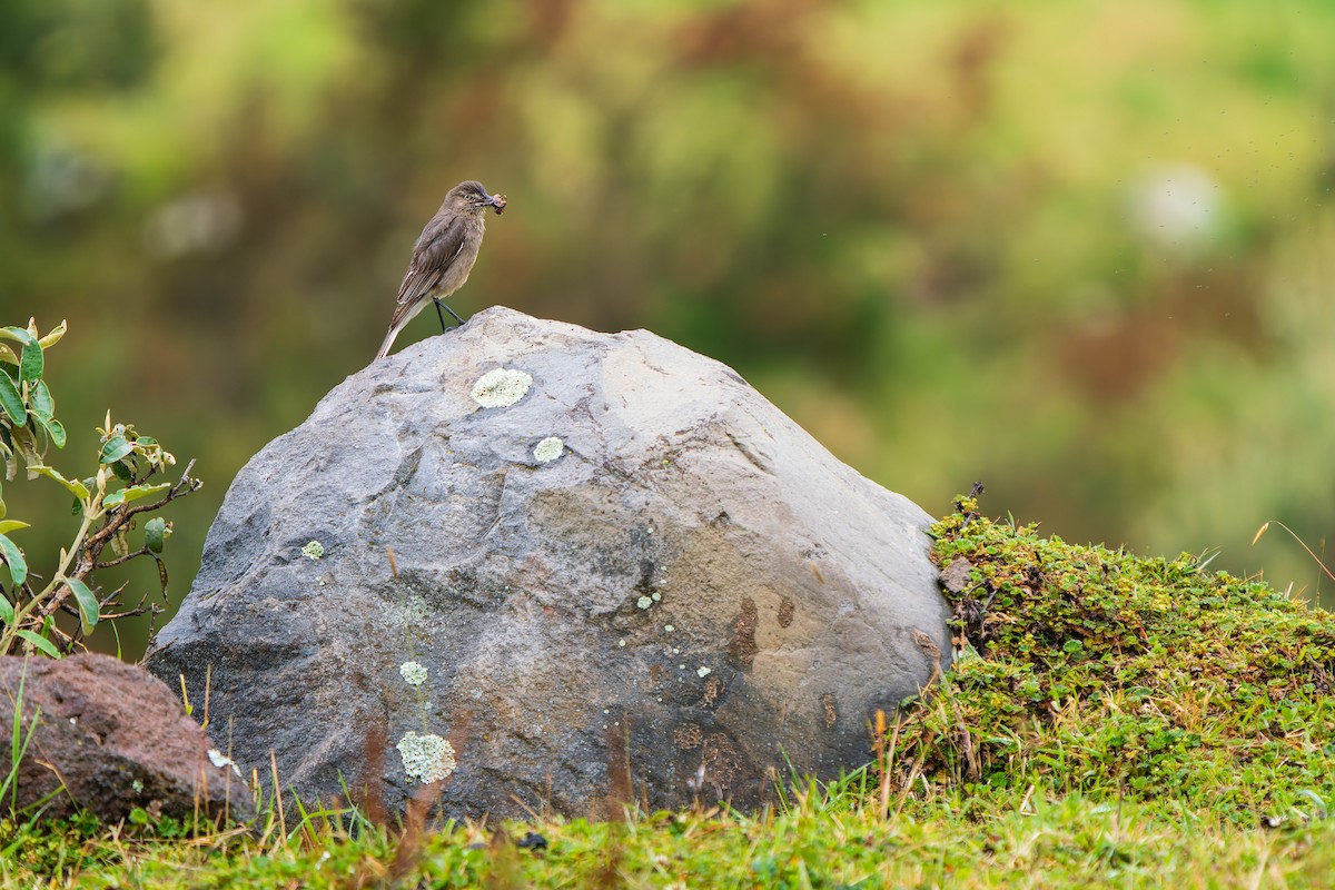 Горный гаучо - ML646881816