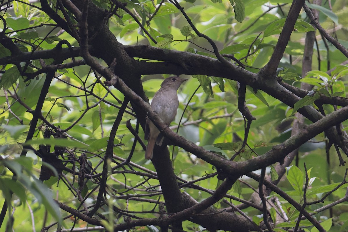 Rotschwanzschnäpper - ML646881817