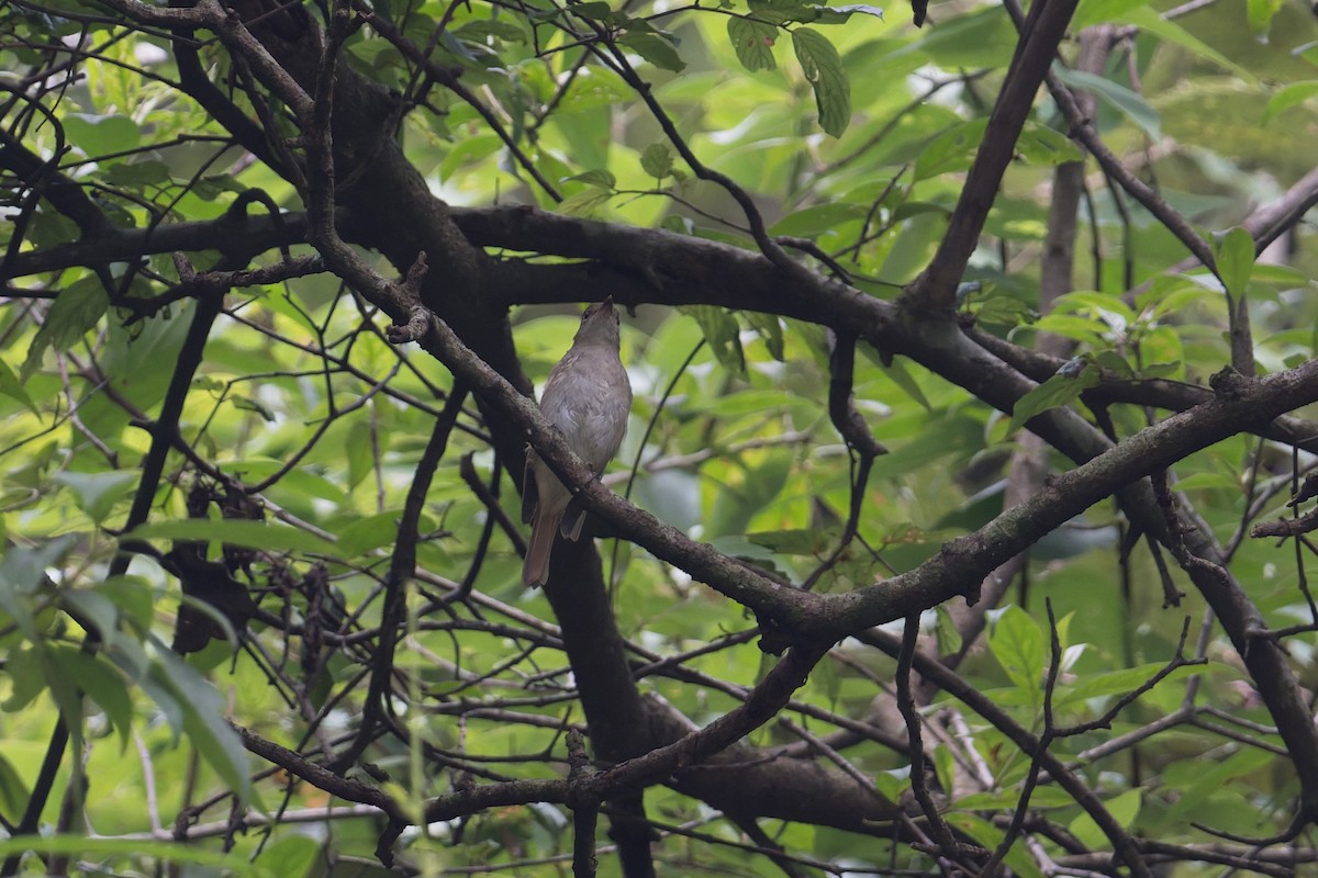 Rotschwanzschnäpper - ML646881818