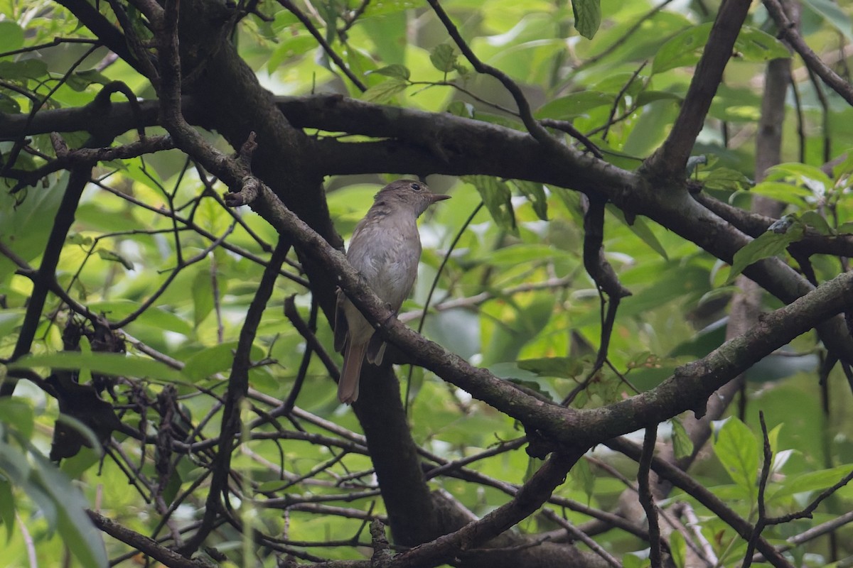 Rotschwanzschnäpper - ML646881820