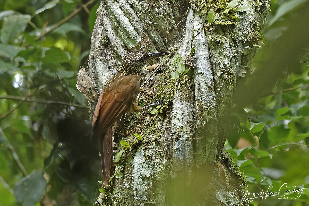 Buff-throated Woodcreeper - ML646881821