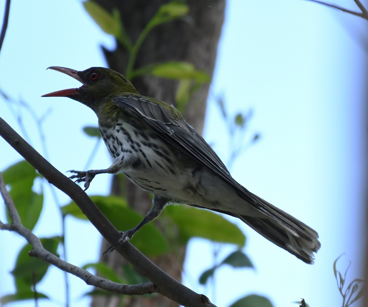 Olive-backed Oriole - ML646881829