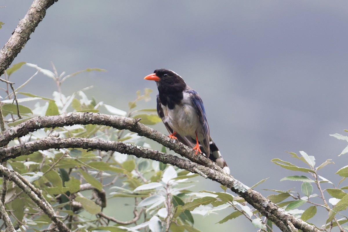 Red-billed Blue-Magpie - ML646881839