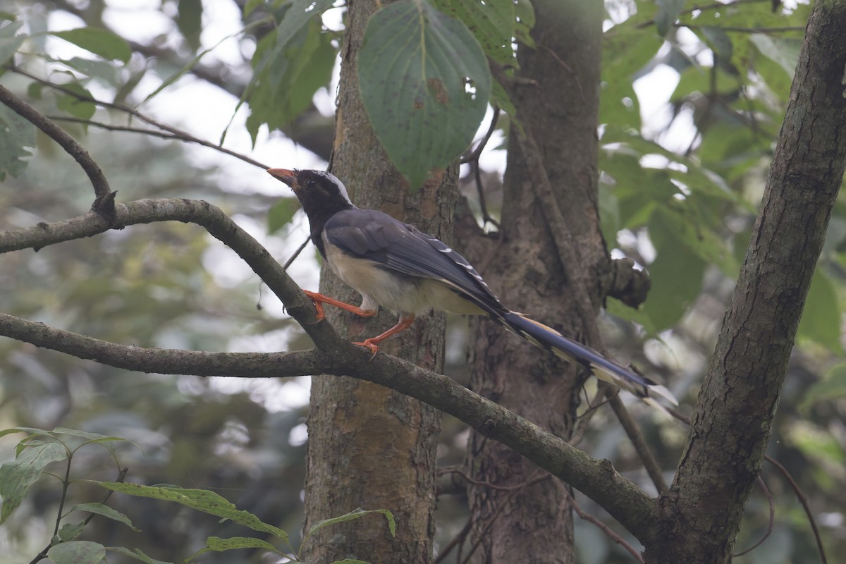 Red-billed Blue-Magpie - ML646881841