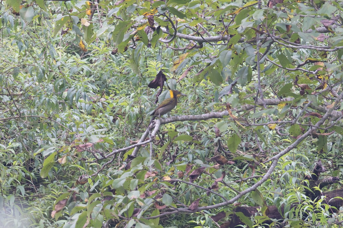 Greater Yellownape - ML646881848