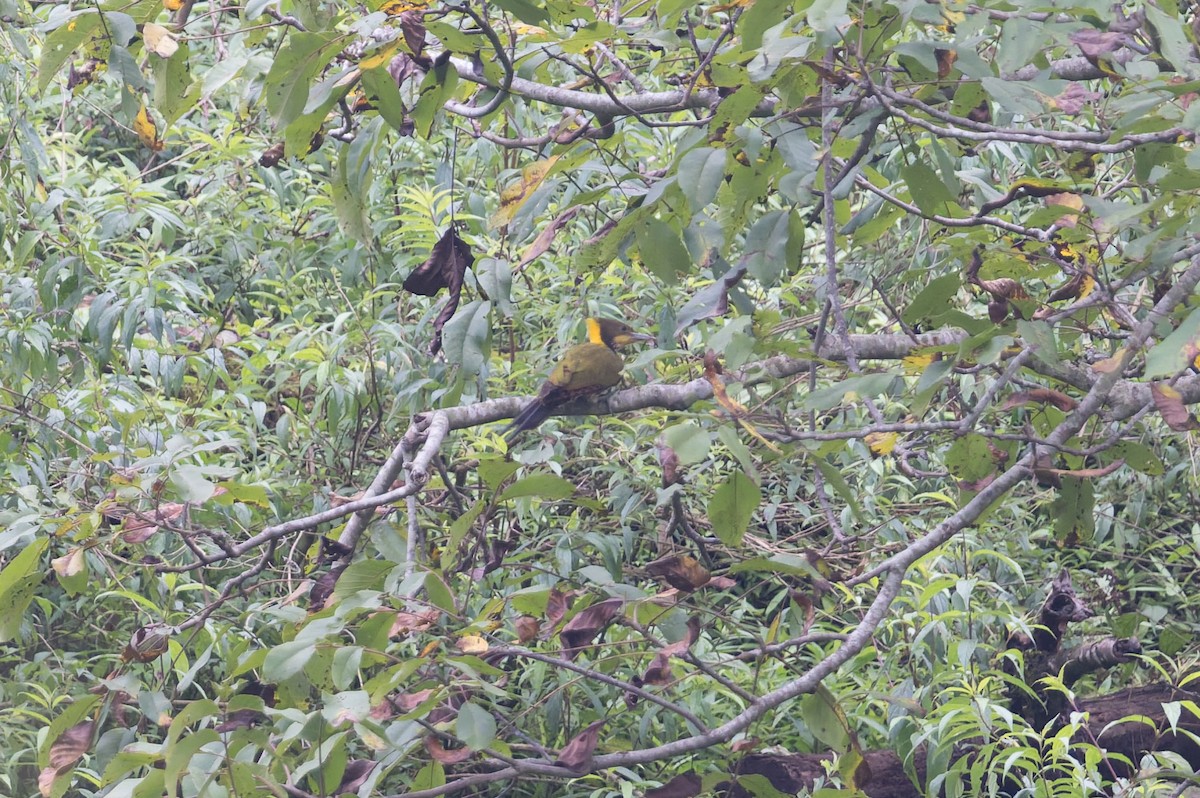 Greater Yellownape - ML646881849