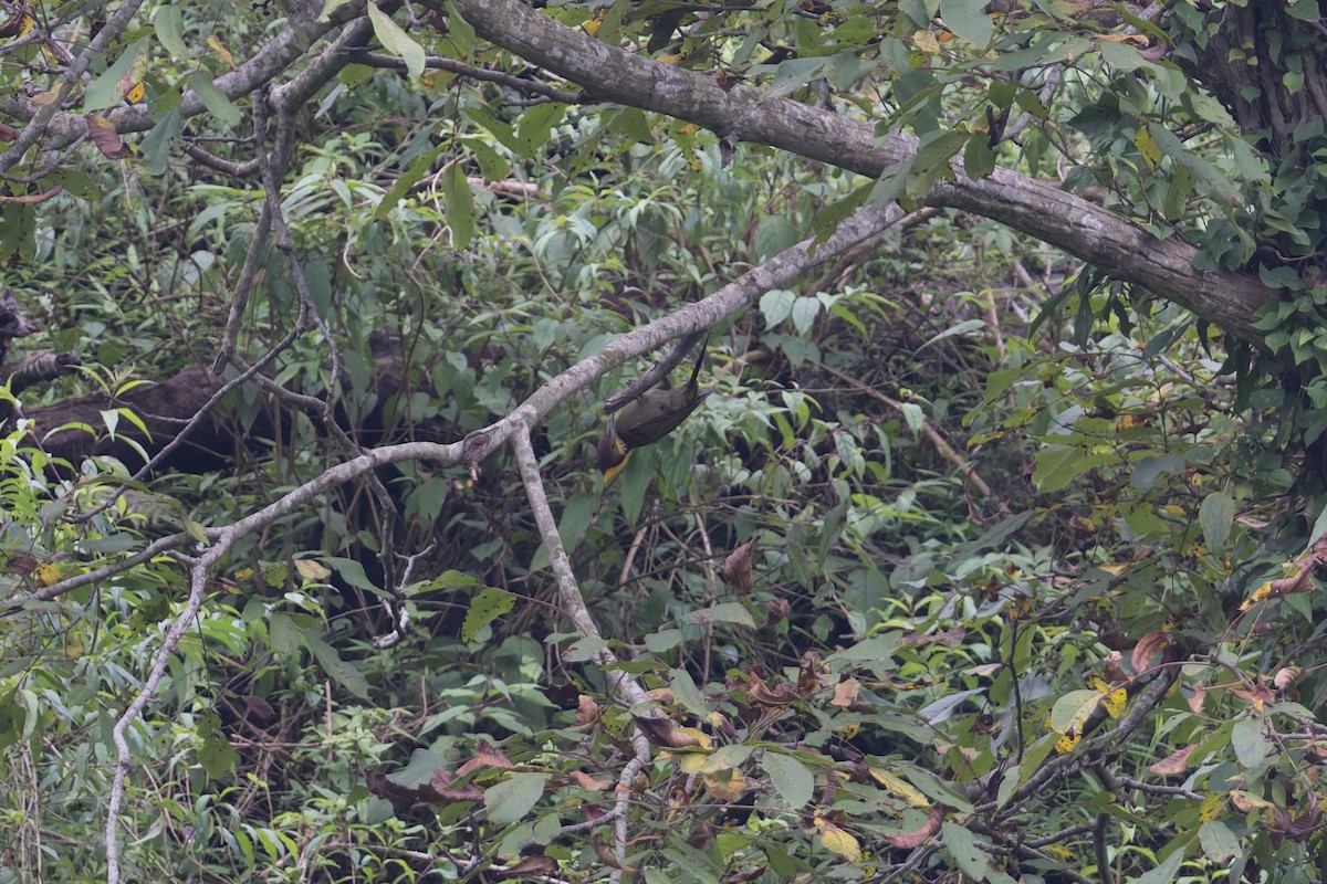 Greater Yellownape - ML646881850