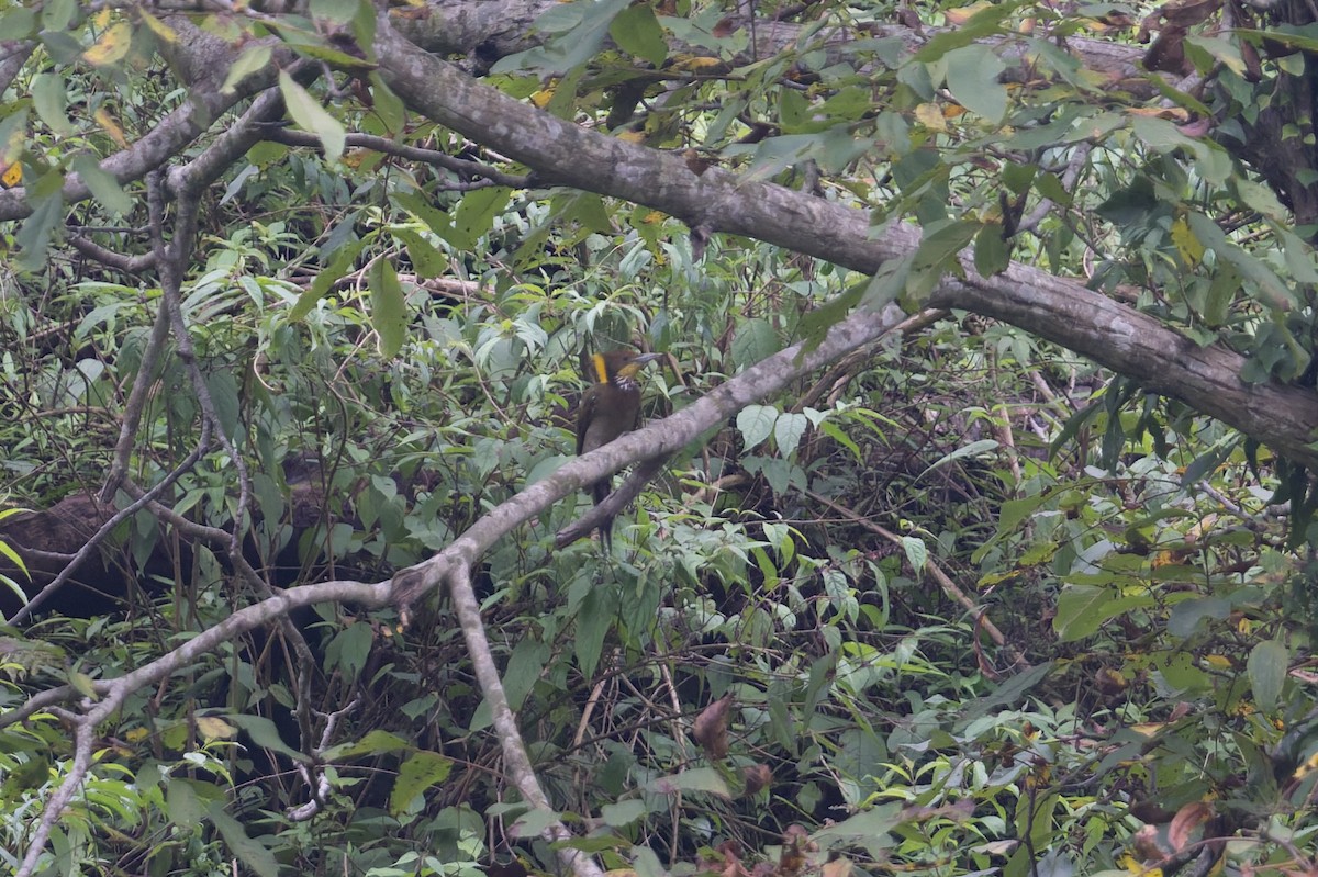 Greater Yellownape - ML646881851