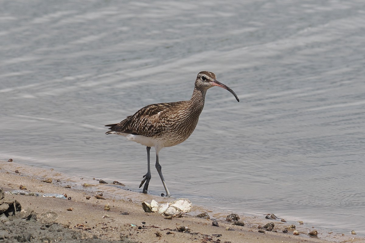 Kurlinta bekainduna (phaeopus) - ML646881852