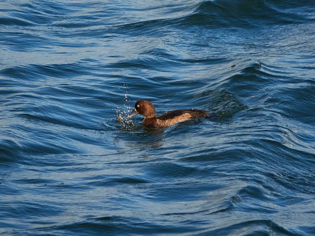 Чернь чубата - ML646881856