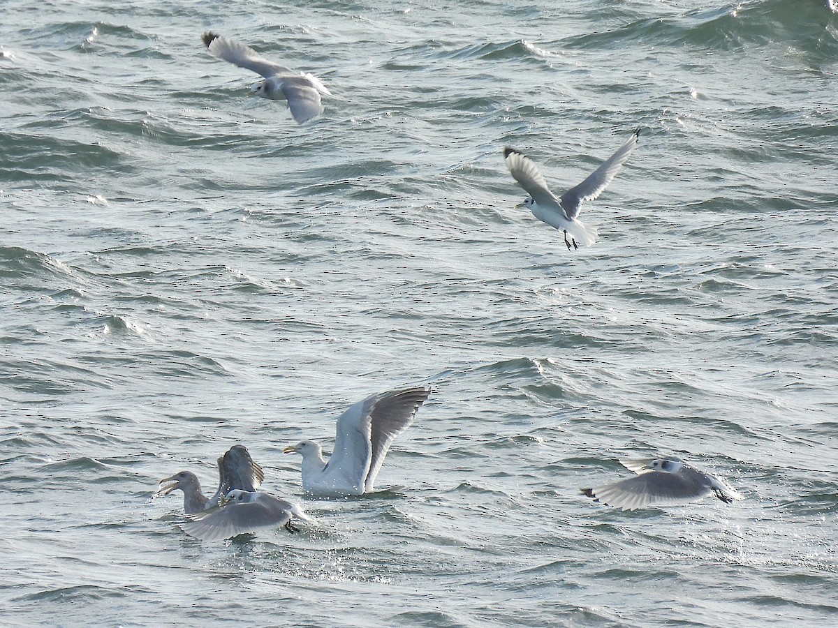 Мартин трипалий - ML646881857