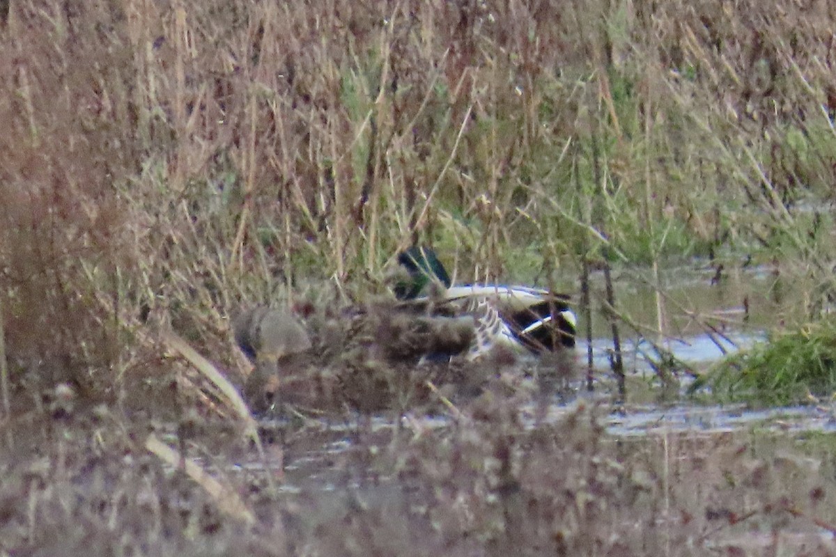 Шилохвіст північний - ML646881858