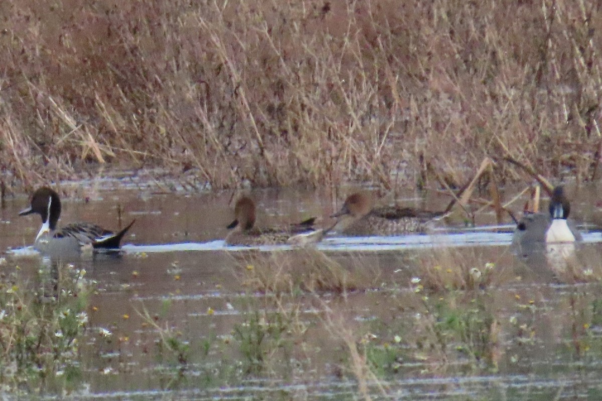 Шилохвіст північний - ML646881859