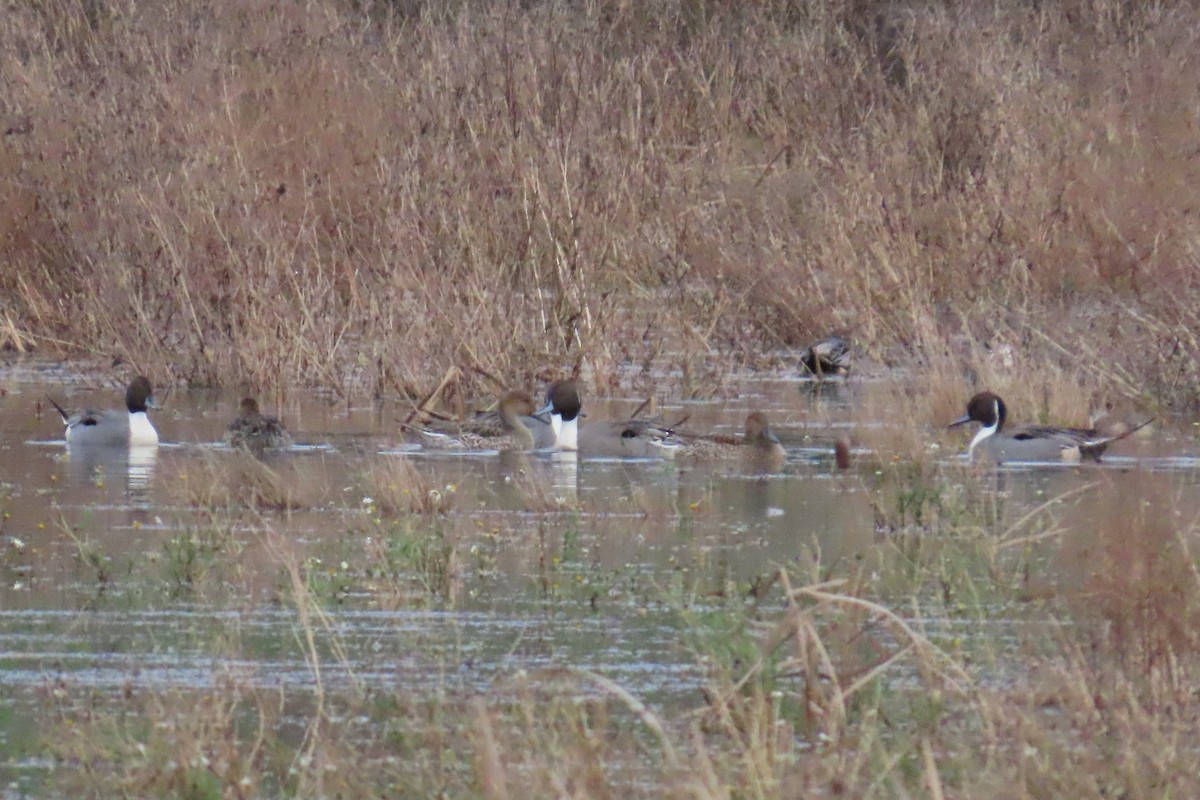 Ahate buztanluzea - ML646881860