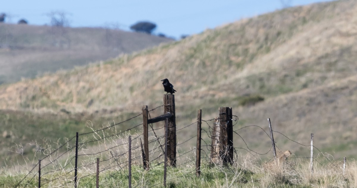 Крук звичайний - ML646881861