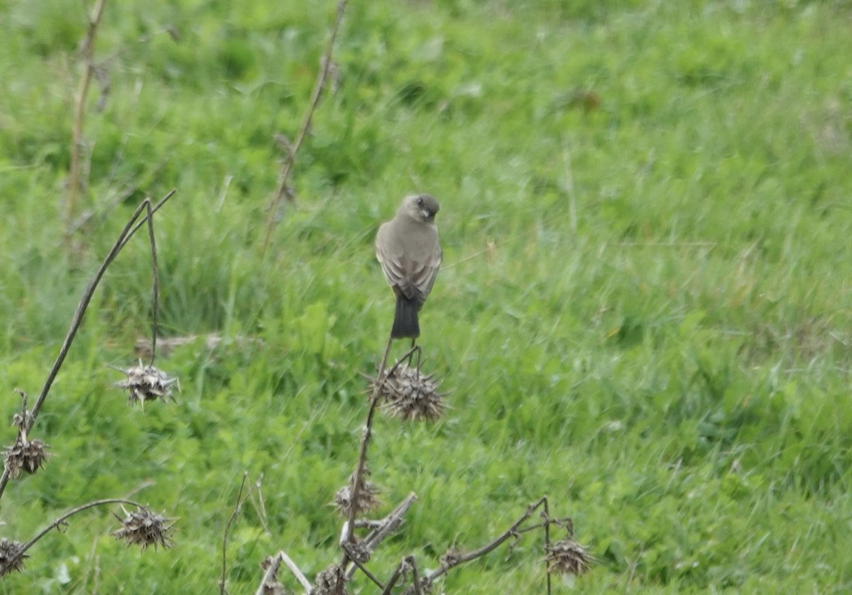 Феб великий - ML646881862