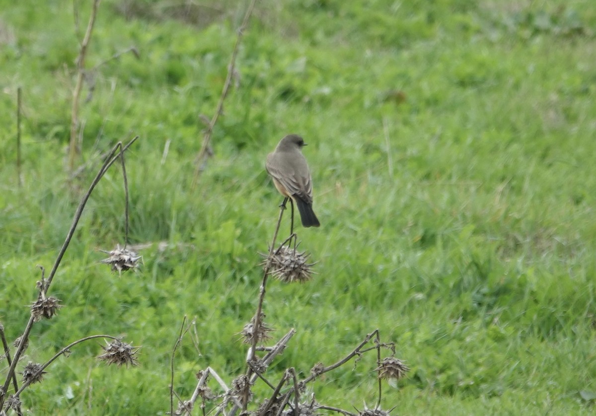 Феб великий - ML646881863