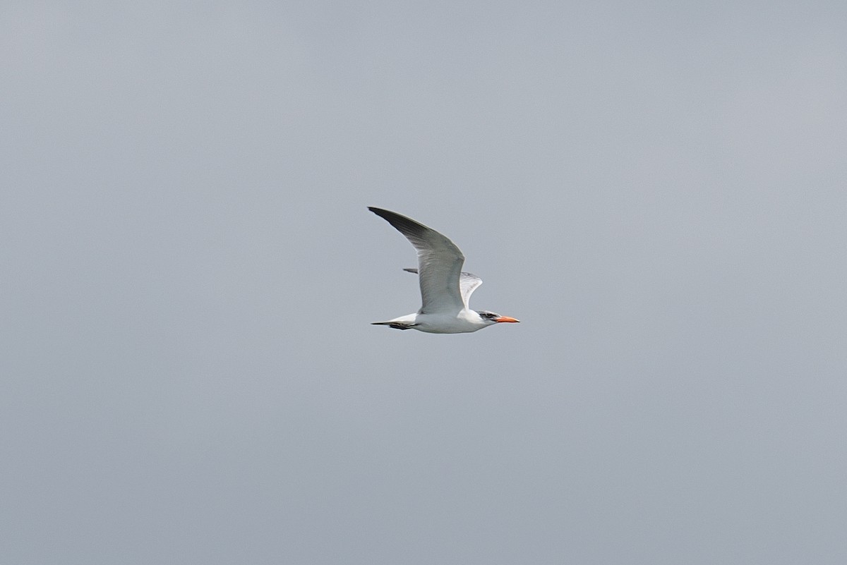 Крячок африканський - ML646881864