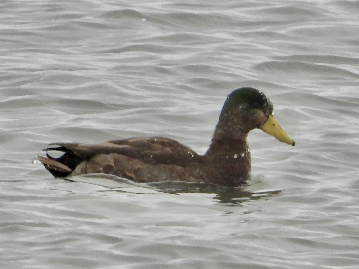 Крижень звичайний х американський - ML646881865