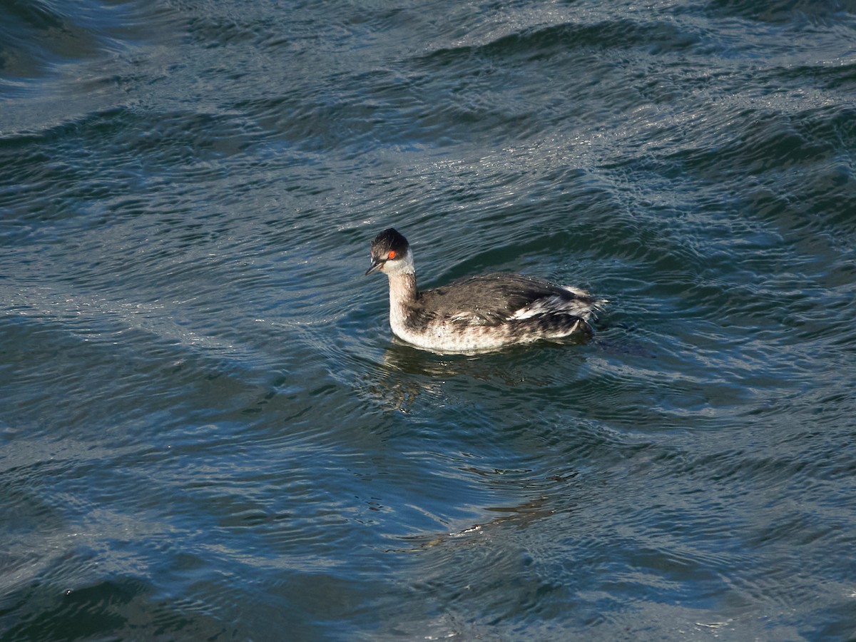 Пірникоза чорношия - ML646881866