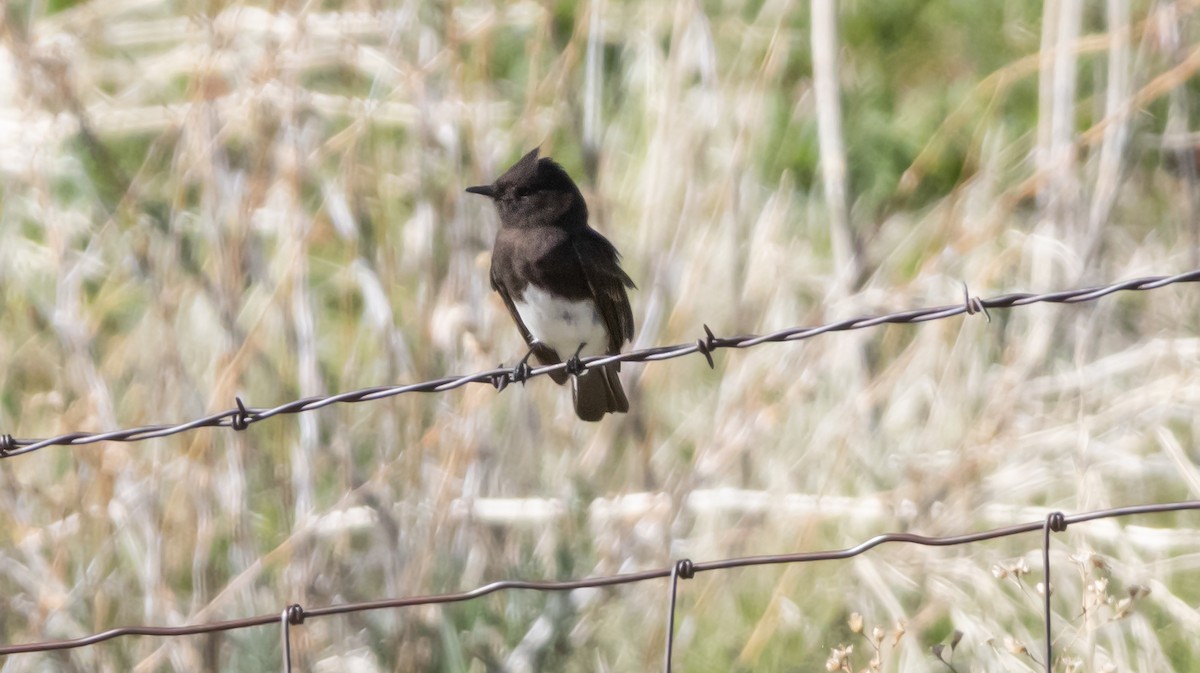 Феб чорний - ML646881867