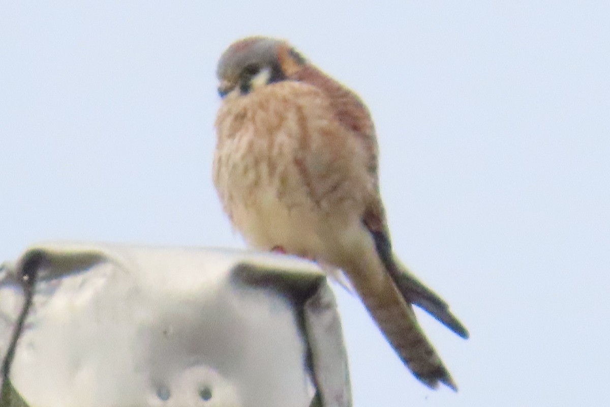 Боривітер американський - ML646881868