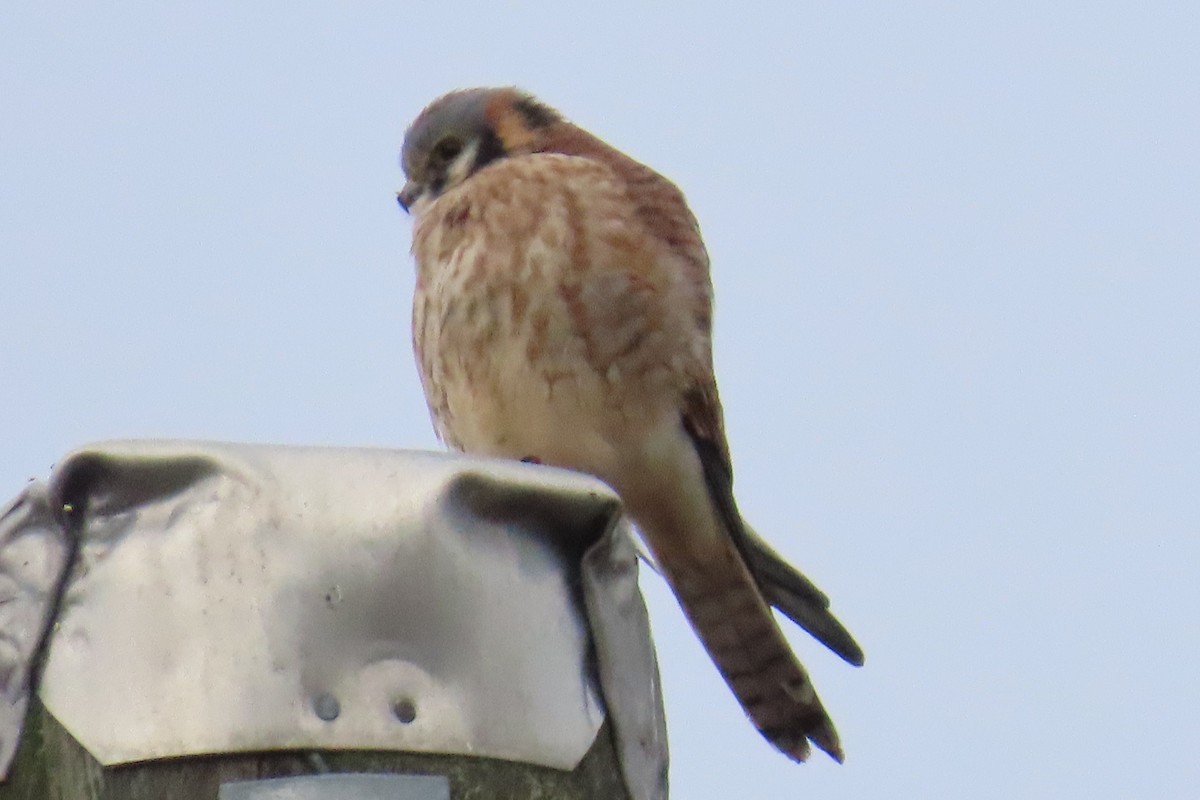 Боривітер американський - ML646881869