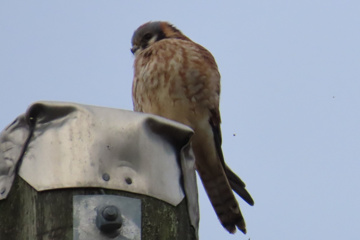 Боривітер американський - ML646881870