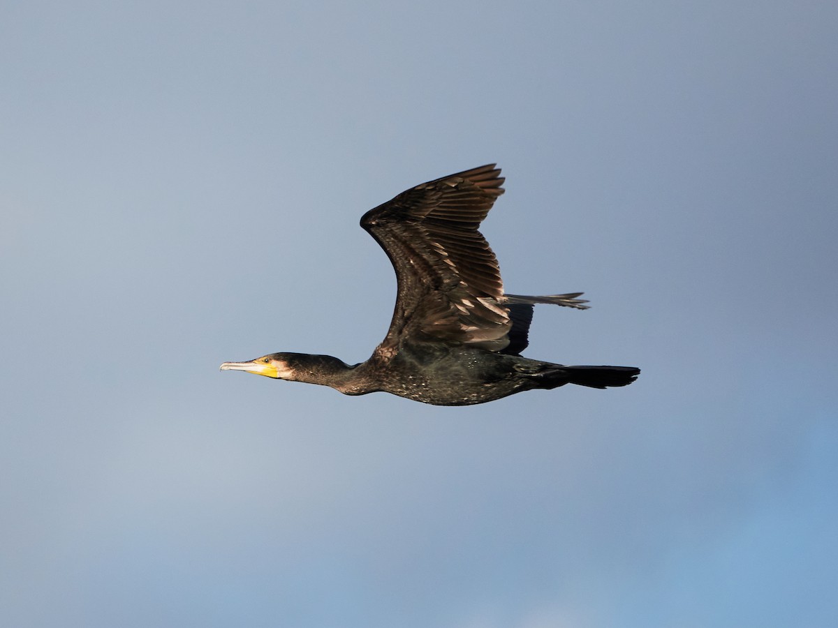 Баклан великий - ML646881871