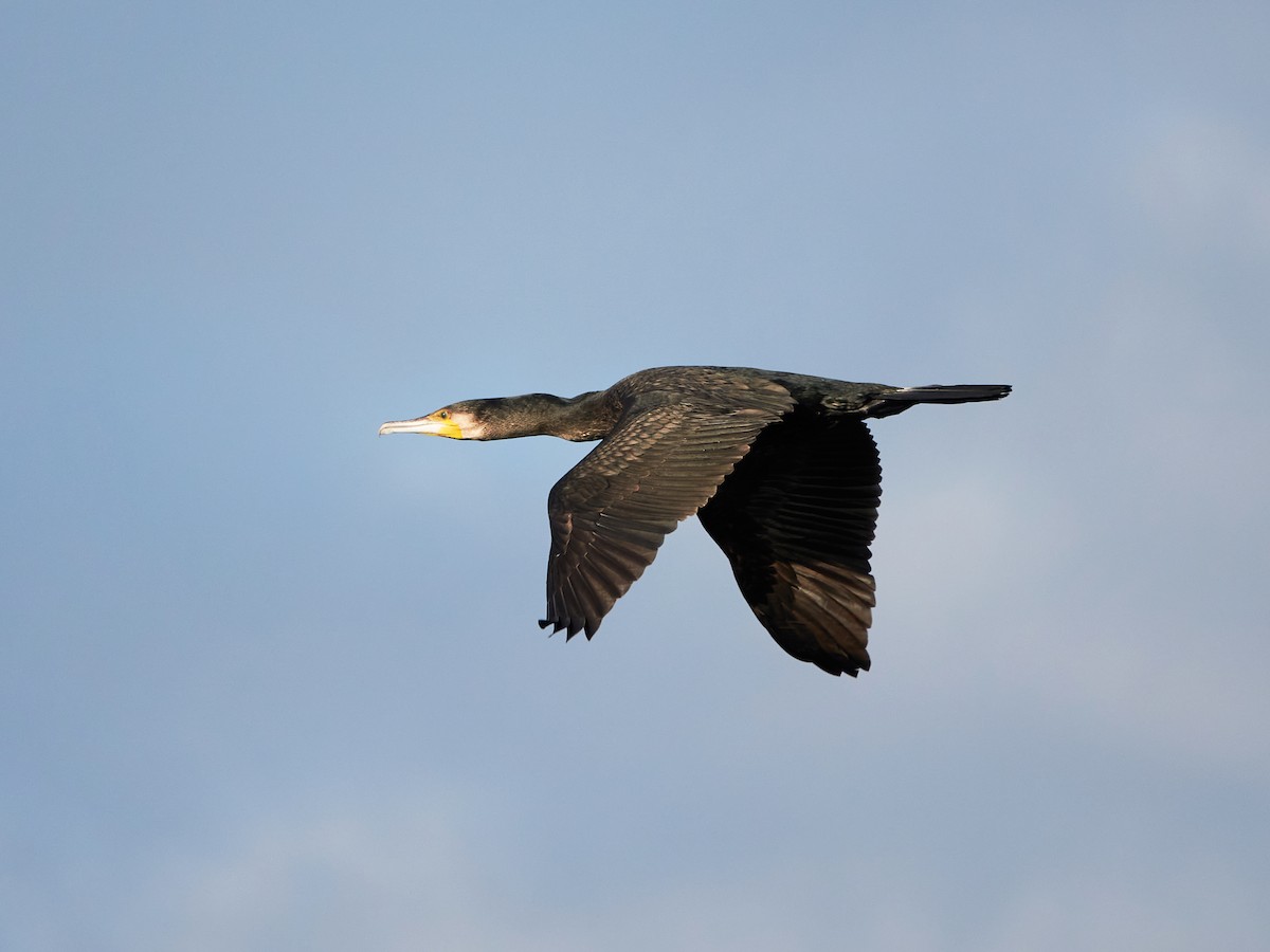 Баклан великий - ML646881872