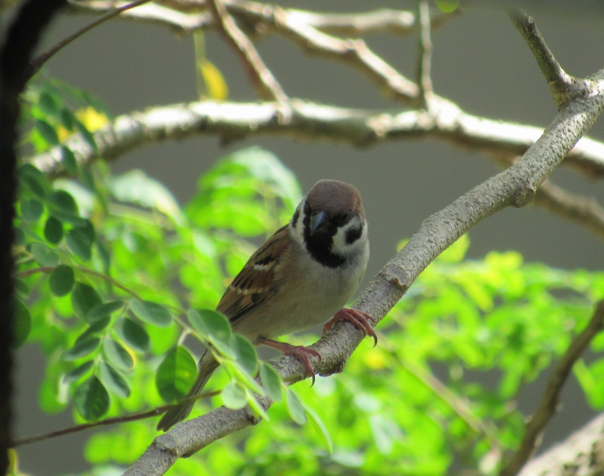 Горобець польовий - ML646881873