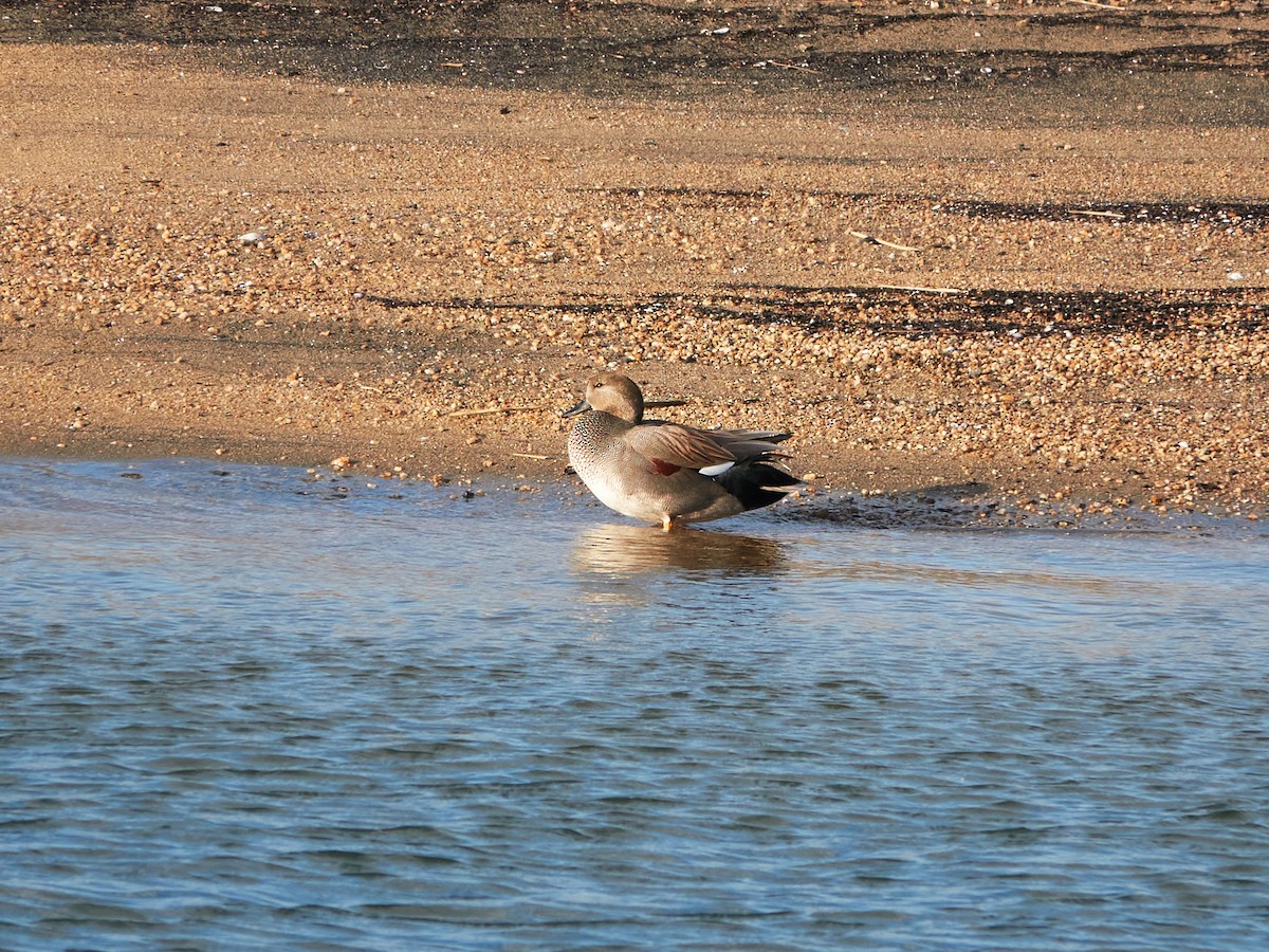 Нерозень - ML646881875