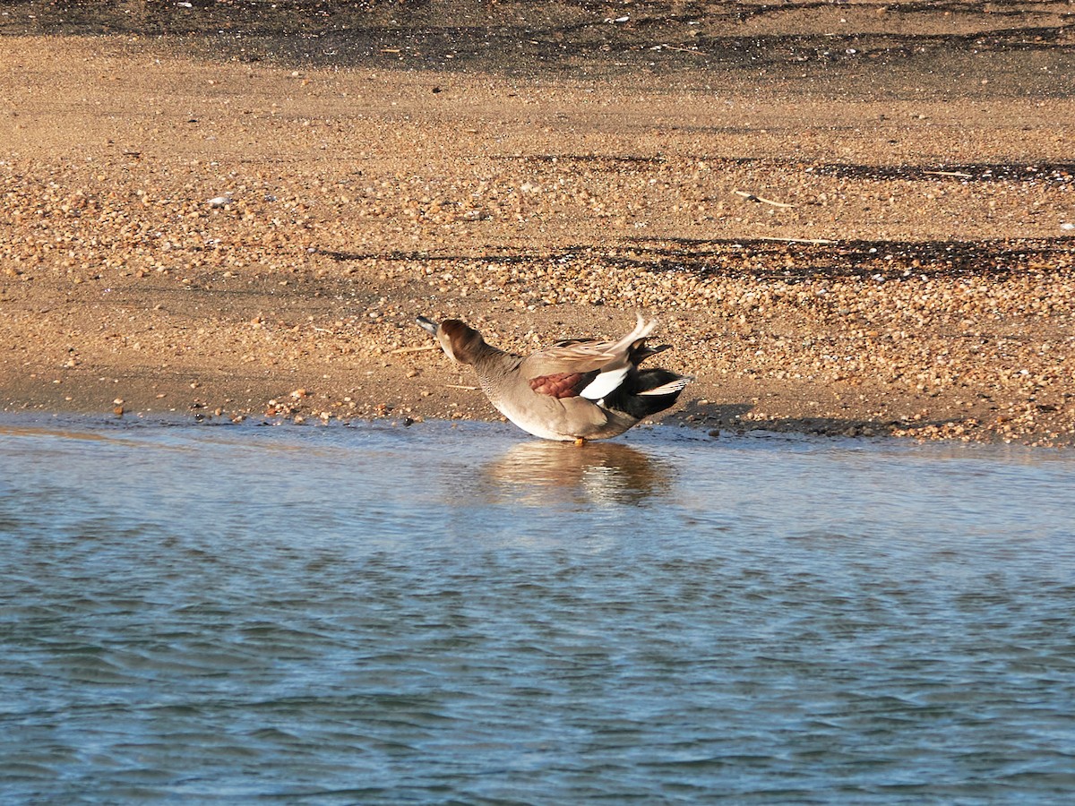 Нерозень - ML646881876