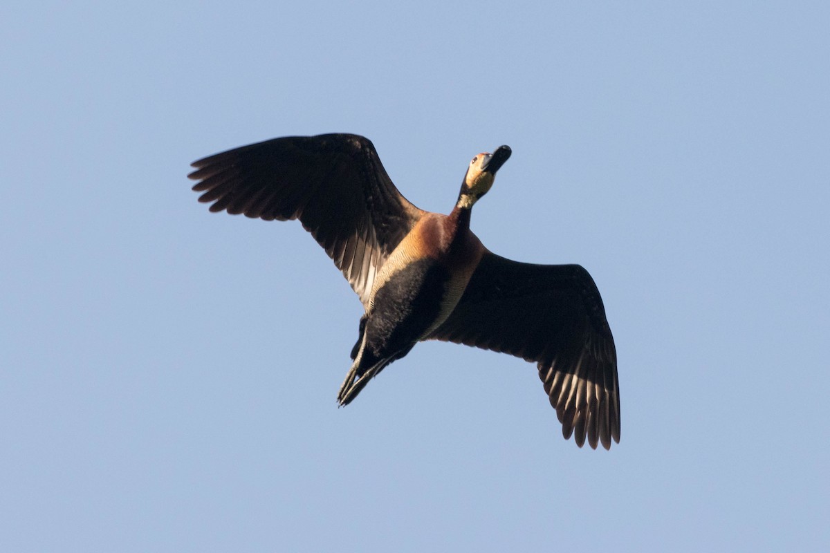 Свистач білоголовий - ML646881877