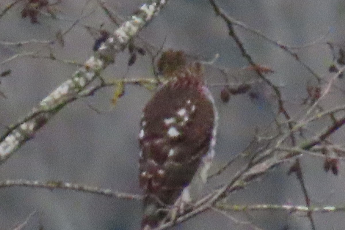 Канюк неоарктичний - ML646881879