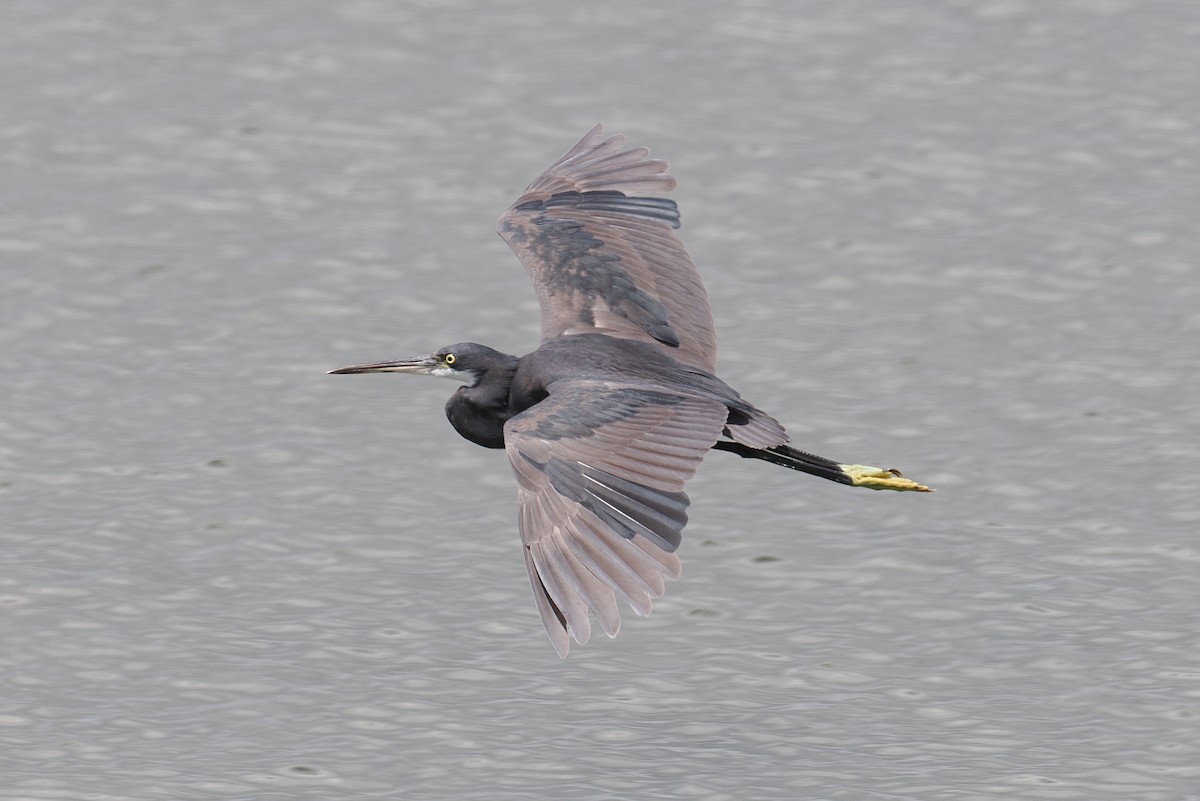 Чапля рифова (підвид gularis) - ML646881881