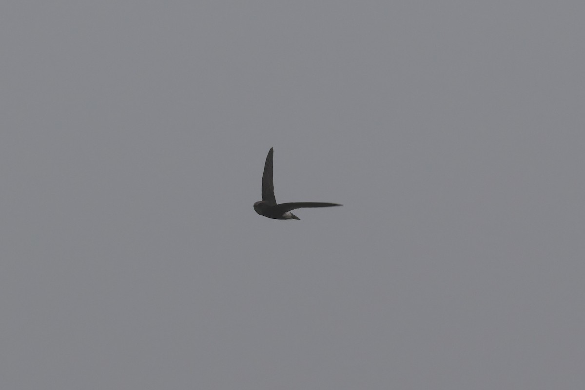 Серпокрилець малий - ML646881883