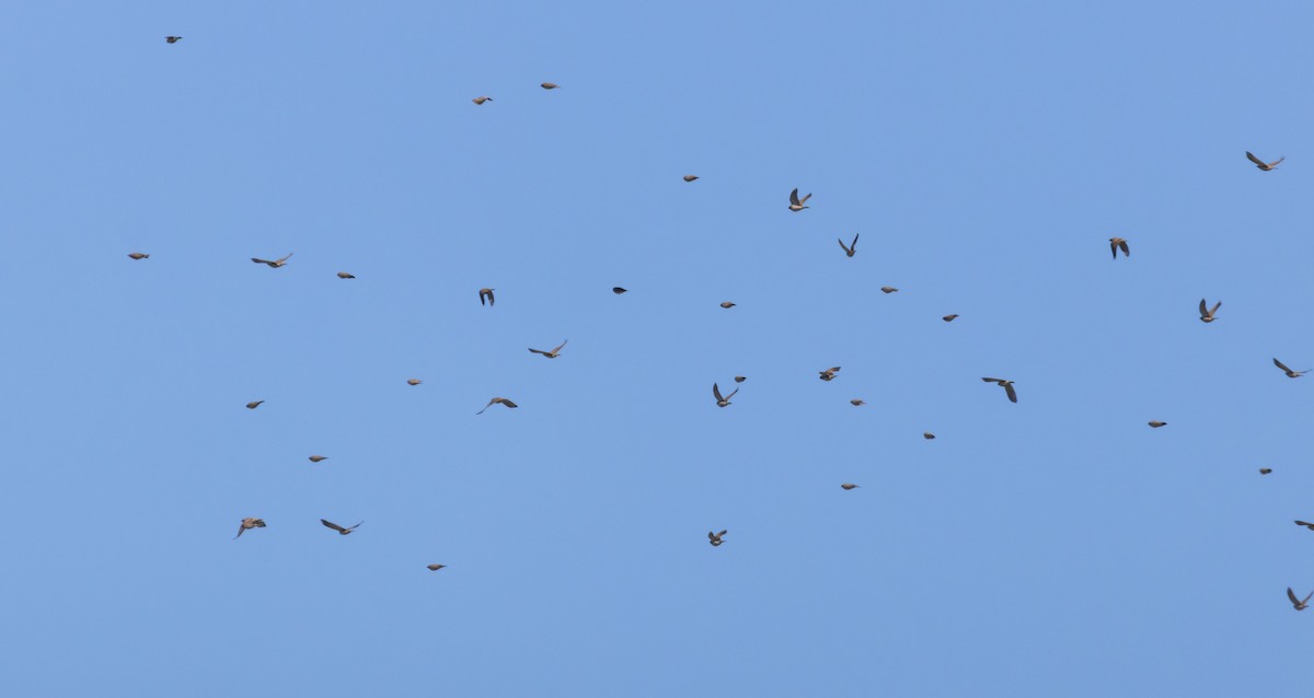 Жайворонок рогатий - ML646881885