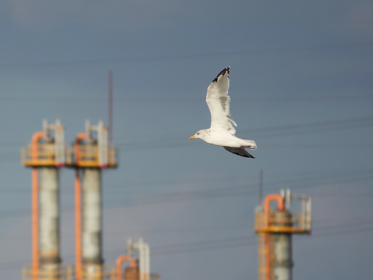 Мартин азійський - ML646881886