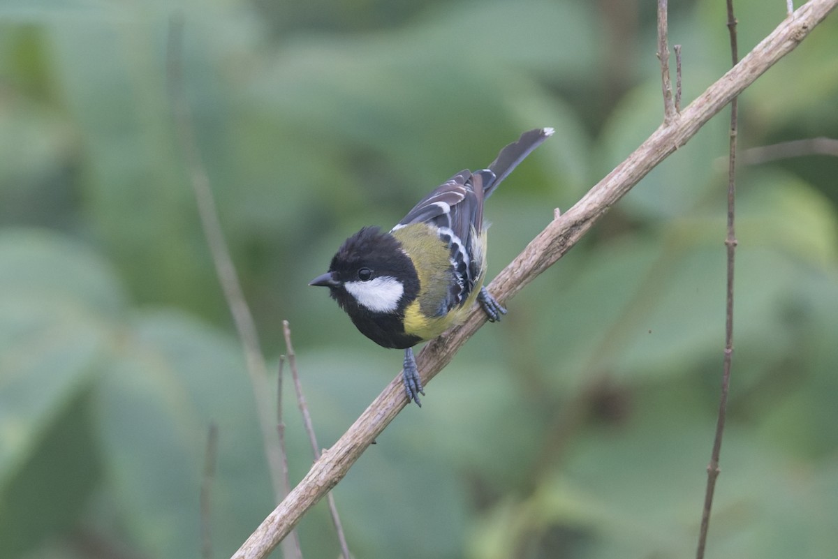 Синиця зеленоспинна - ML646881887