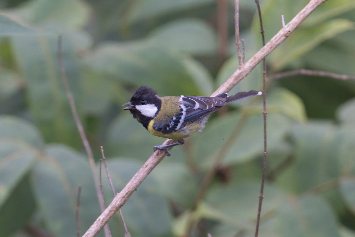 Carbonero Dorsiverde - ML646881889