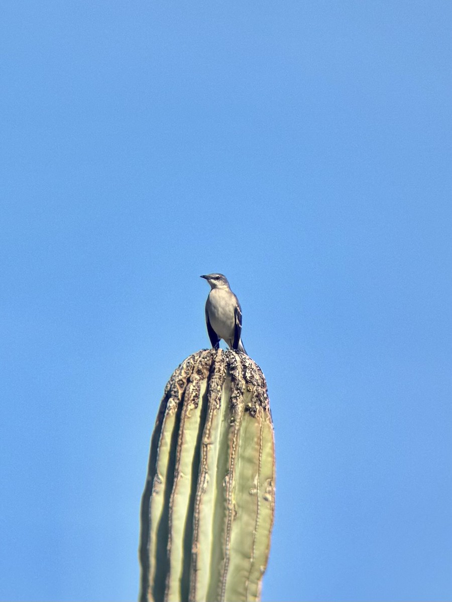 Northern Mockingbird - ML646881892