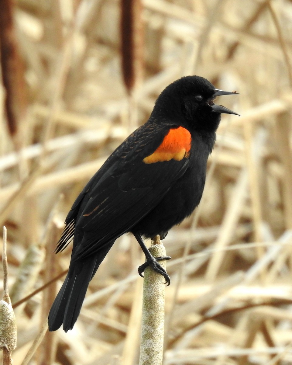 Red-winged Blackbird - ML646881895