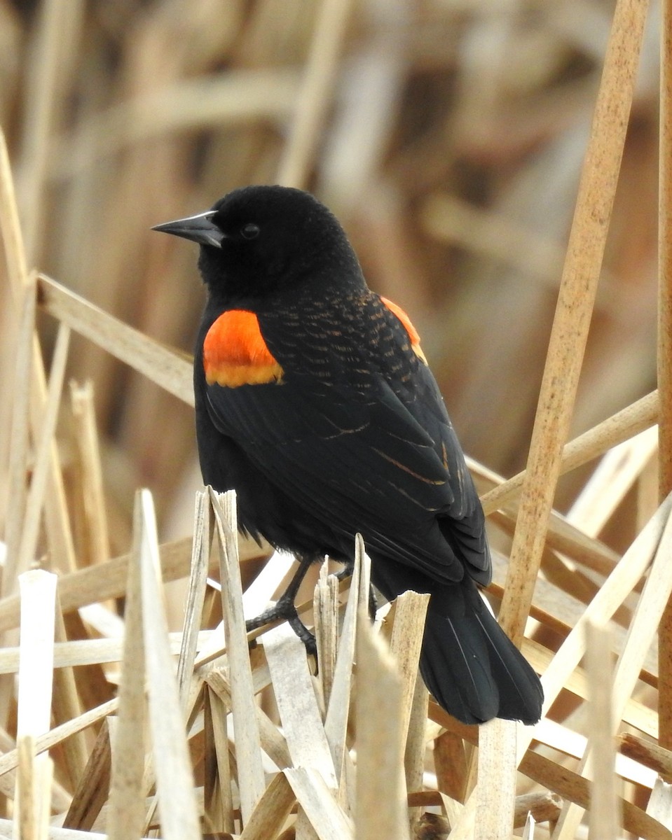 Red-winged Blackbird - ML646881896