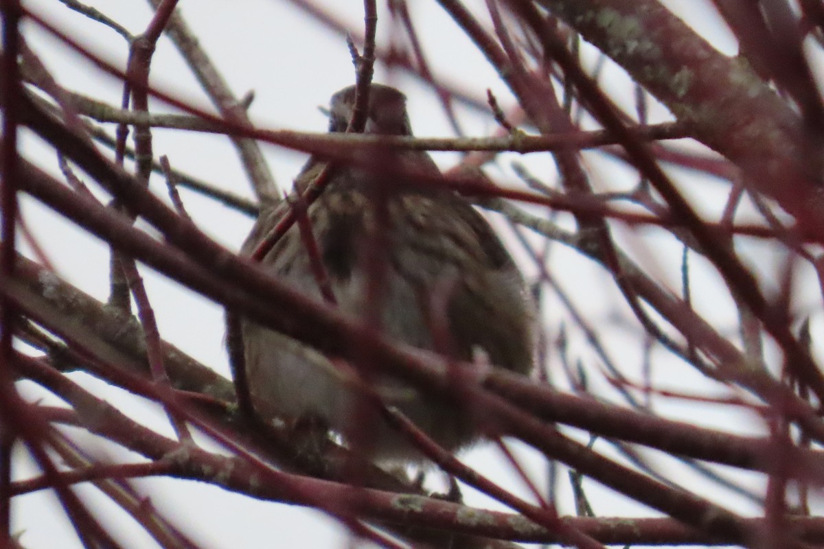 Song Sparrow - ML646881899