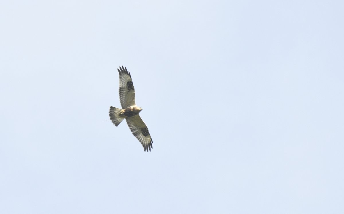Rough-legged Hawk - ML646881901
