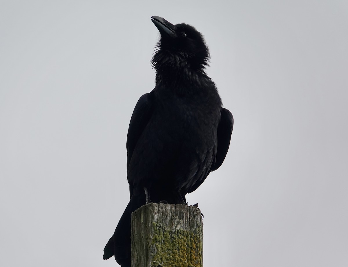 Ворон - ML646881903